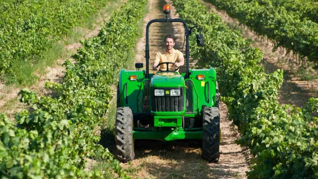 Kiedy zrywać winogron na wino, aby uniknąć złej jakości trunku?